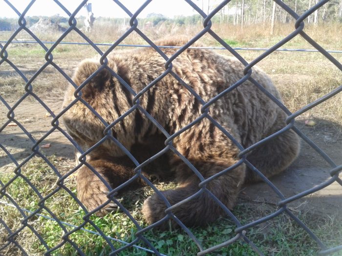 Bear Farm Veresegyház 3