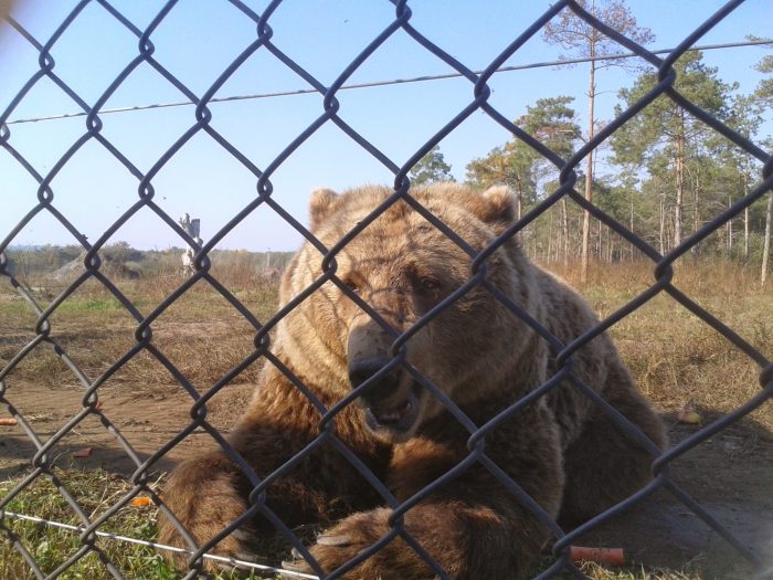 Bear Farm Veresegyház 1