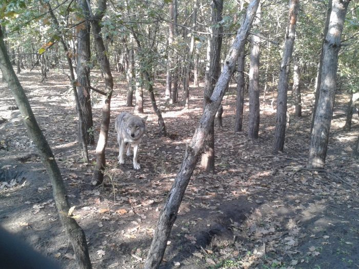 Bear Farm Veresegyház 2