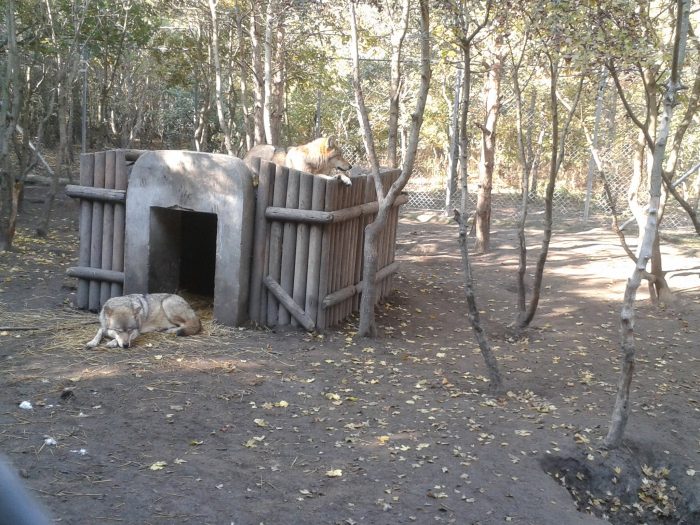 Bear Farm Veresegyház 4
