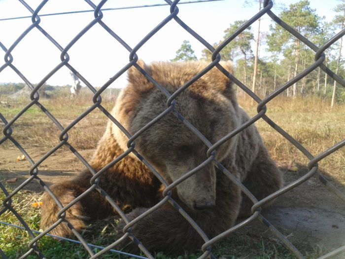 Bear Farm Veresegyház 6
